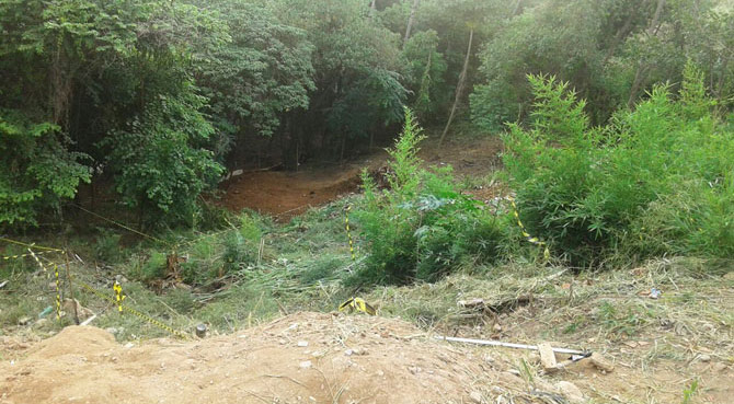 Terrenos demarcados ameaçando as árvores.