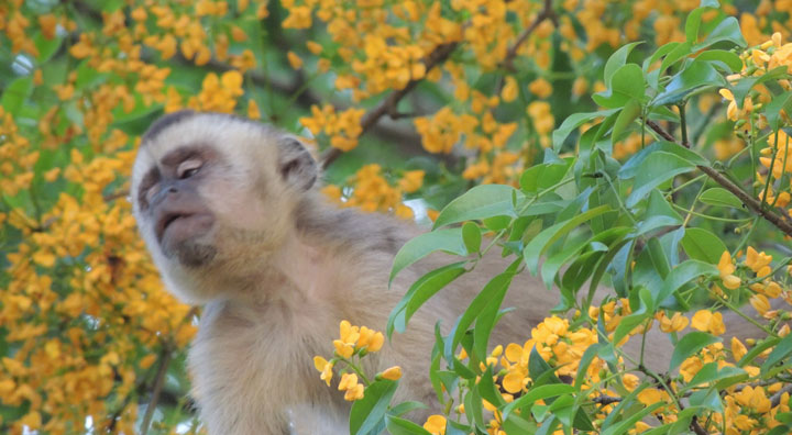 Pequeno macaco-prego à vontade no jacarandá sacambú, ao lado do Museu Florestal.