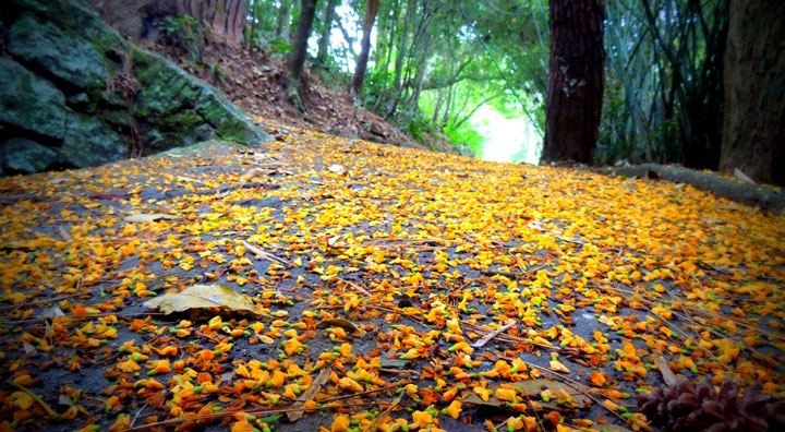 A natureza fazendo suas artes...