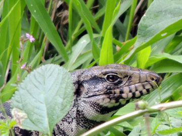 Lagarto teiú e...