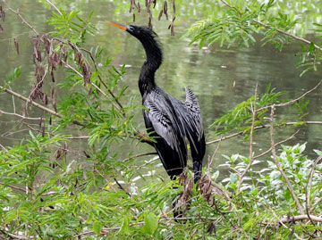 Ave aquática na beira do lago.