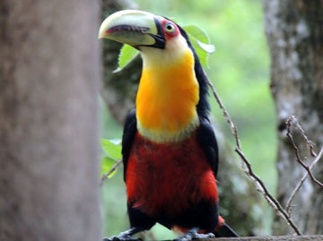 Um tucano se espreguiça.